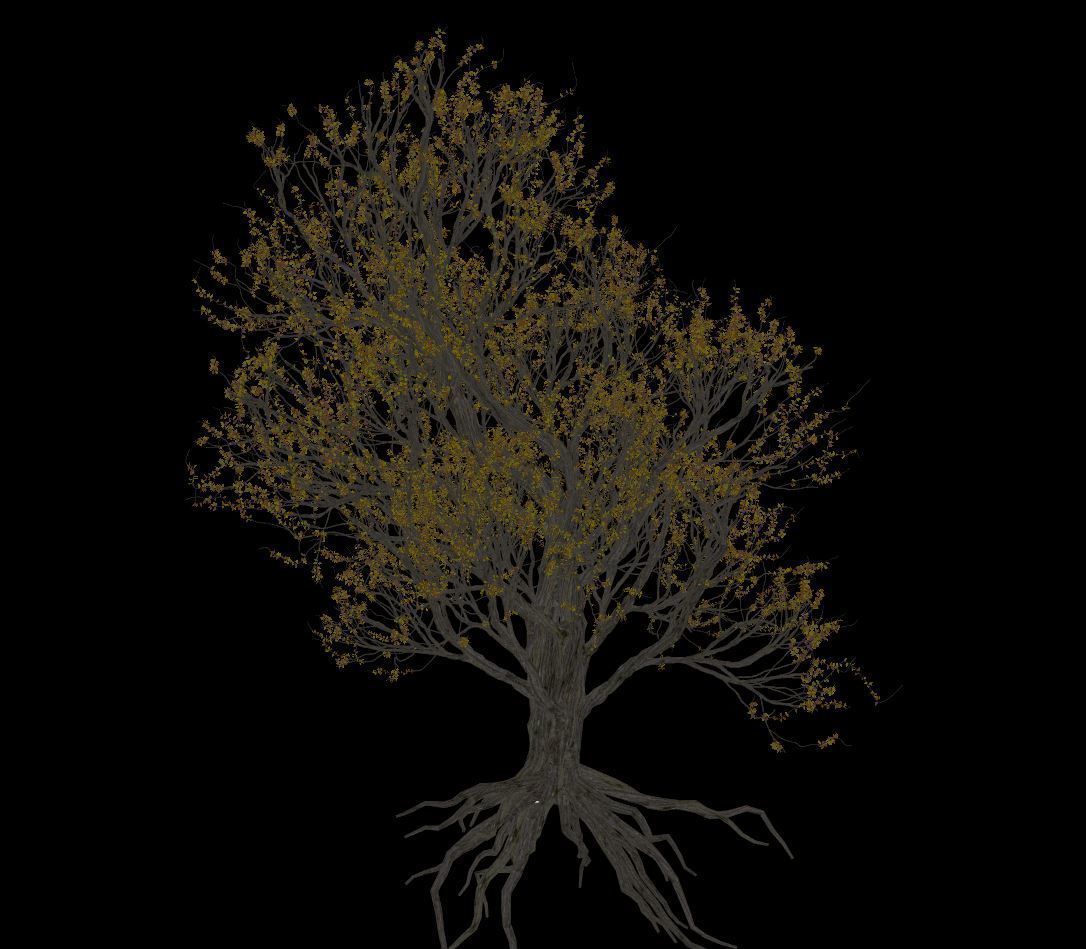 American Hornbeam Tree 001 - Carpinus caroliniana 3D model_2