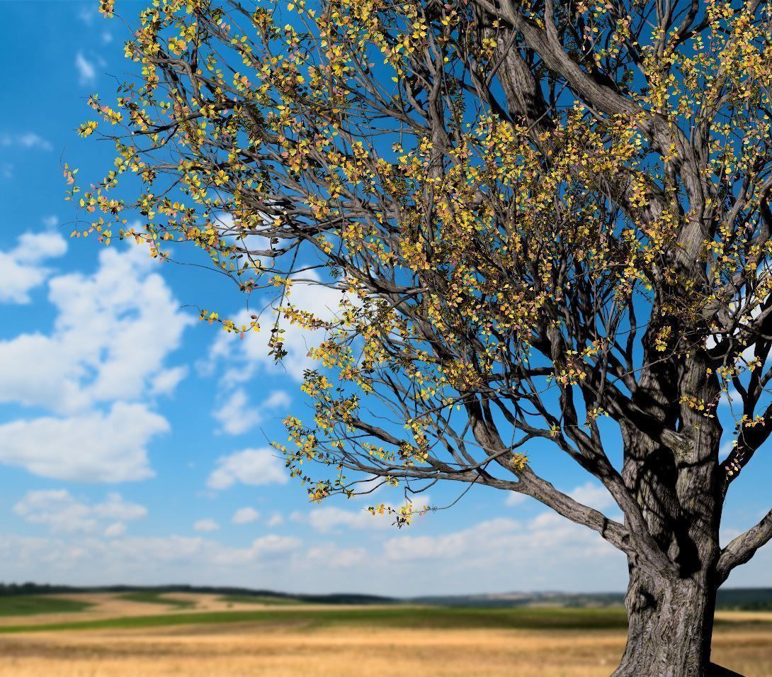 American Hornbeam Tree 001 - Carpinus caroliniana 3D model_5