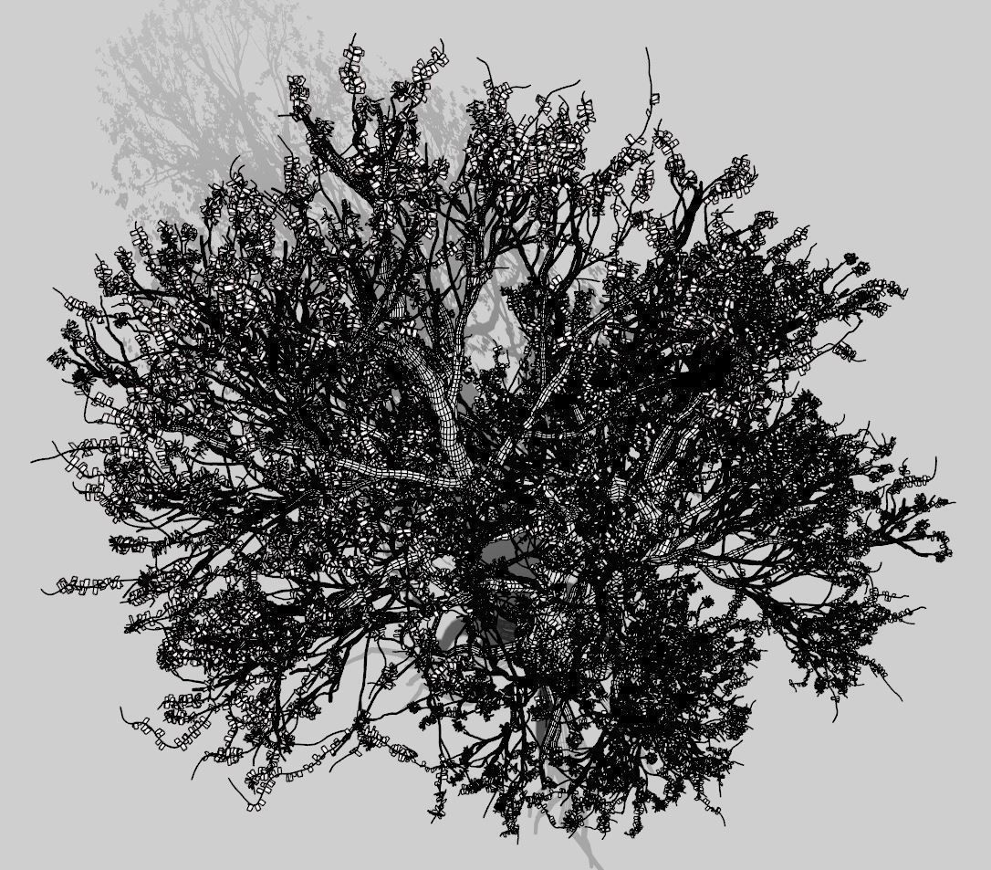 American Hornbeam Tree 001 - Carpinus caroliniana 3D model_12