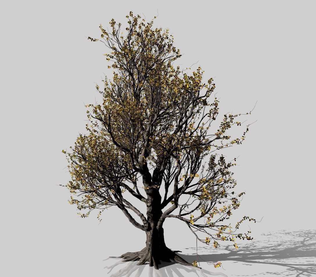 American Hornbeam Tree 001 - Carpinus caroliniana 3D model_8