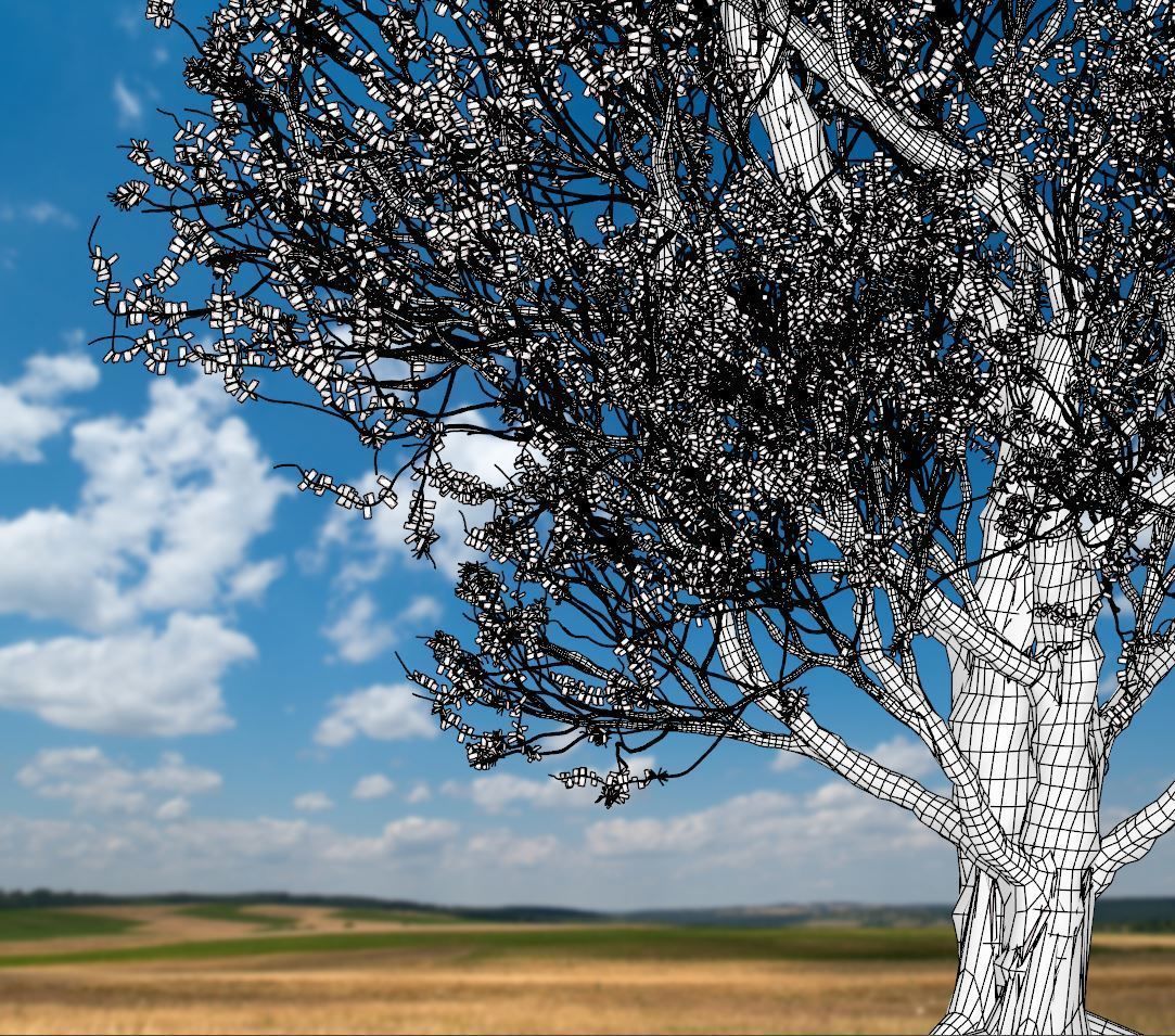 American Hornbeam Tree 001 - Carpinus caroliniana 3D model_6