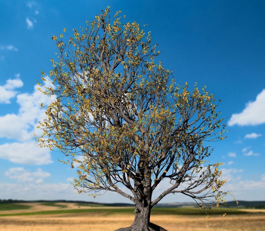 American Hornbeam Tree 001 - Carpinus caroliniana 3D model_4