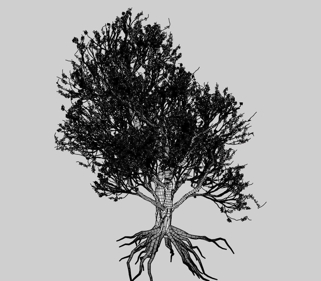 American Hornbeam Tree 001 - Carpinus caroliniana 3D model_3