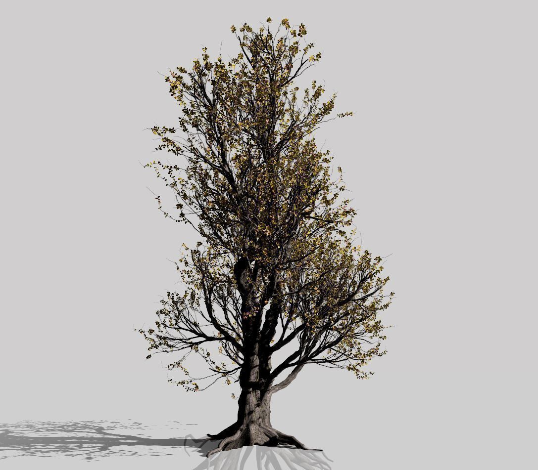 American Hornbeam Tree 001 - Carpinus caroliniana 3D model_10