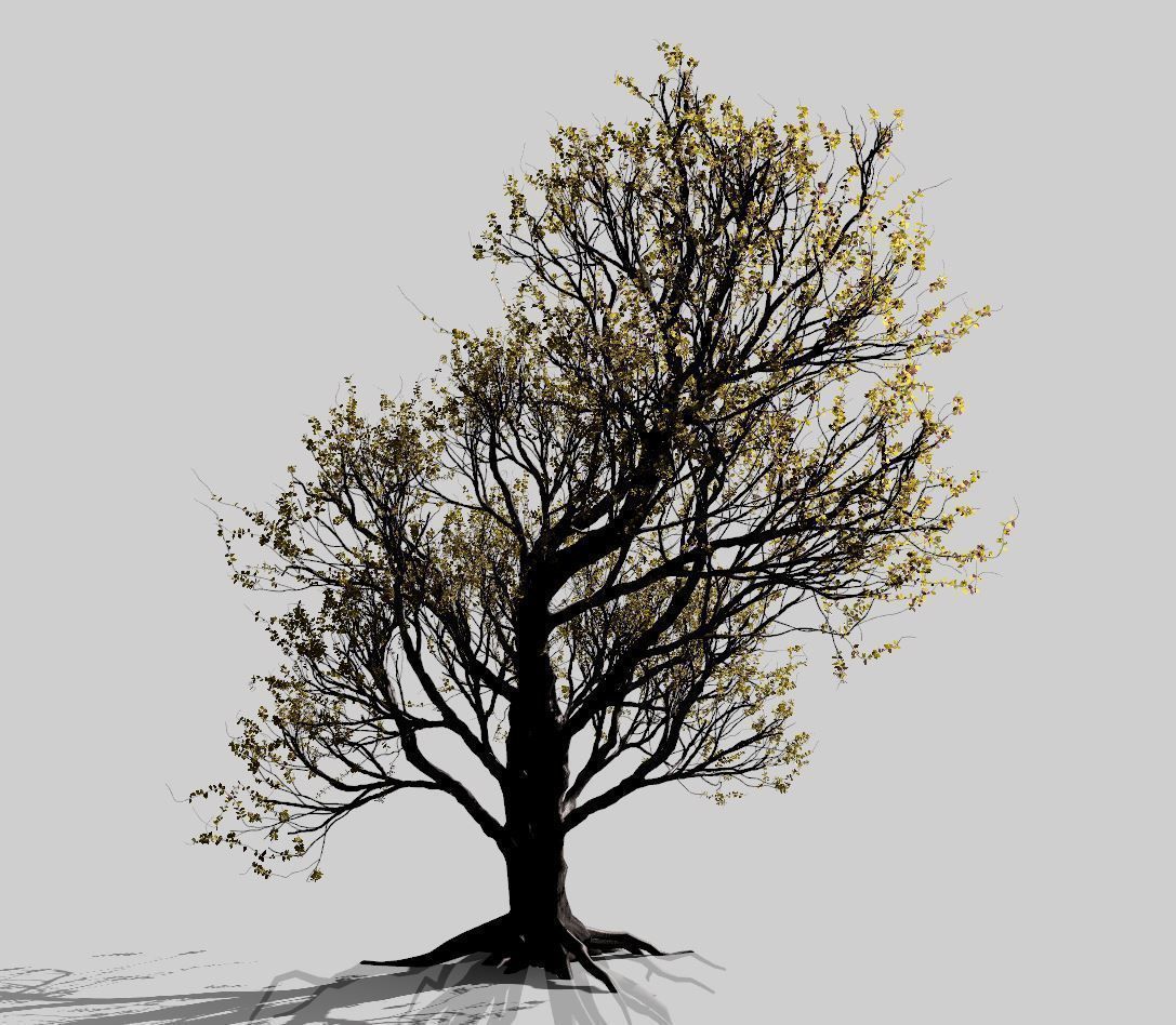 American Hornbeam Tree 001 - Carpinus caroliniana 3D model_9