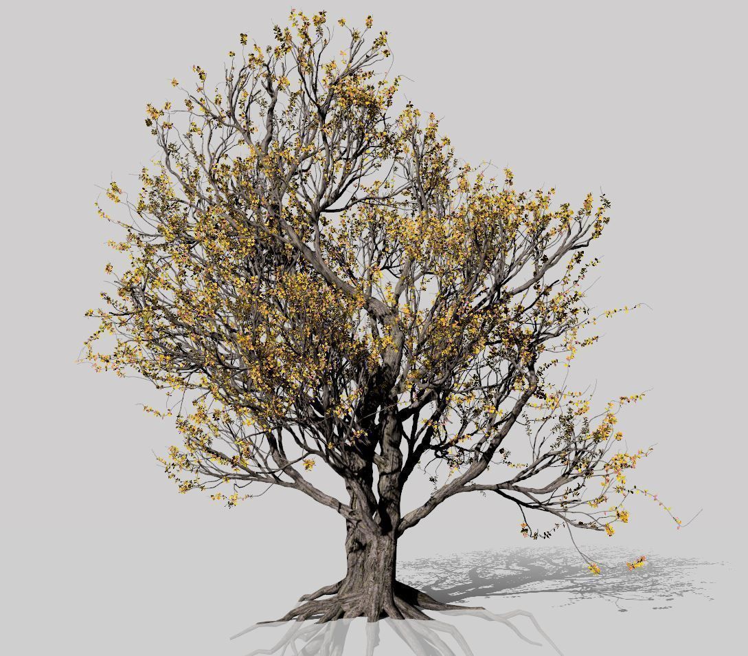 American Hornbeam Tree 001 - Carpinus caroliniana 3D model_7
