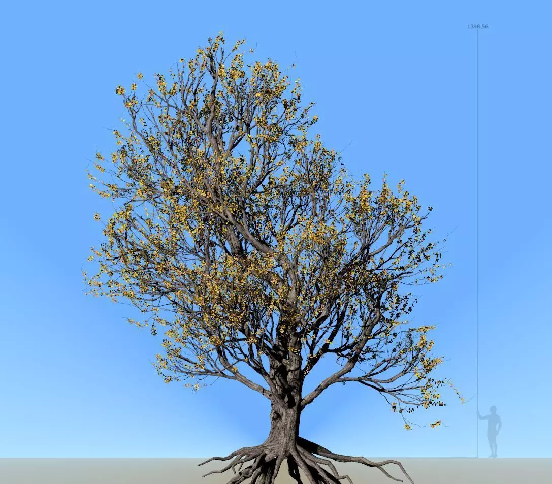 American Hornbeam Tree 001 - Carpinus caroliniana 3D model_0