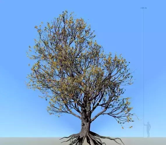 American Hornbeam Tree 001 - Carpinus caroliniana 3D model