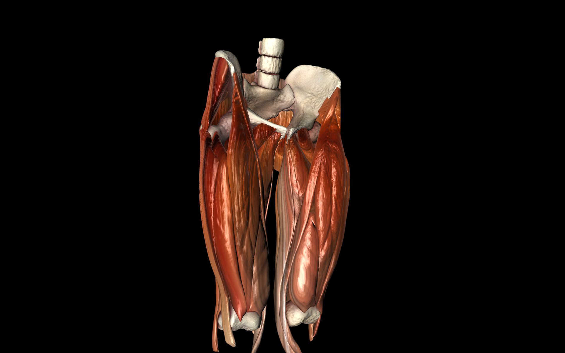 Hip Joint with Muscles Medically Accurate 3d Model 3D model_8