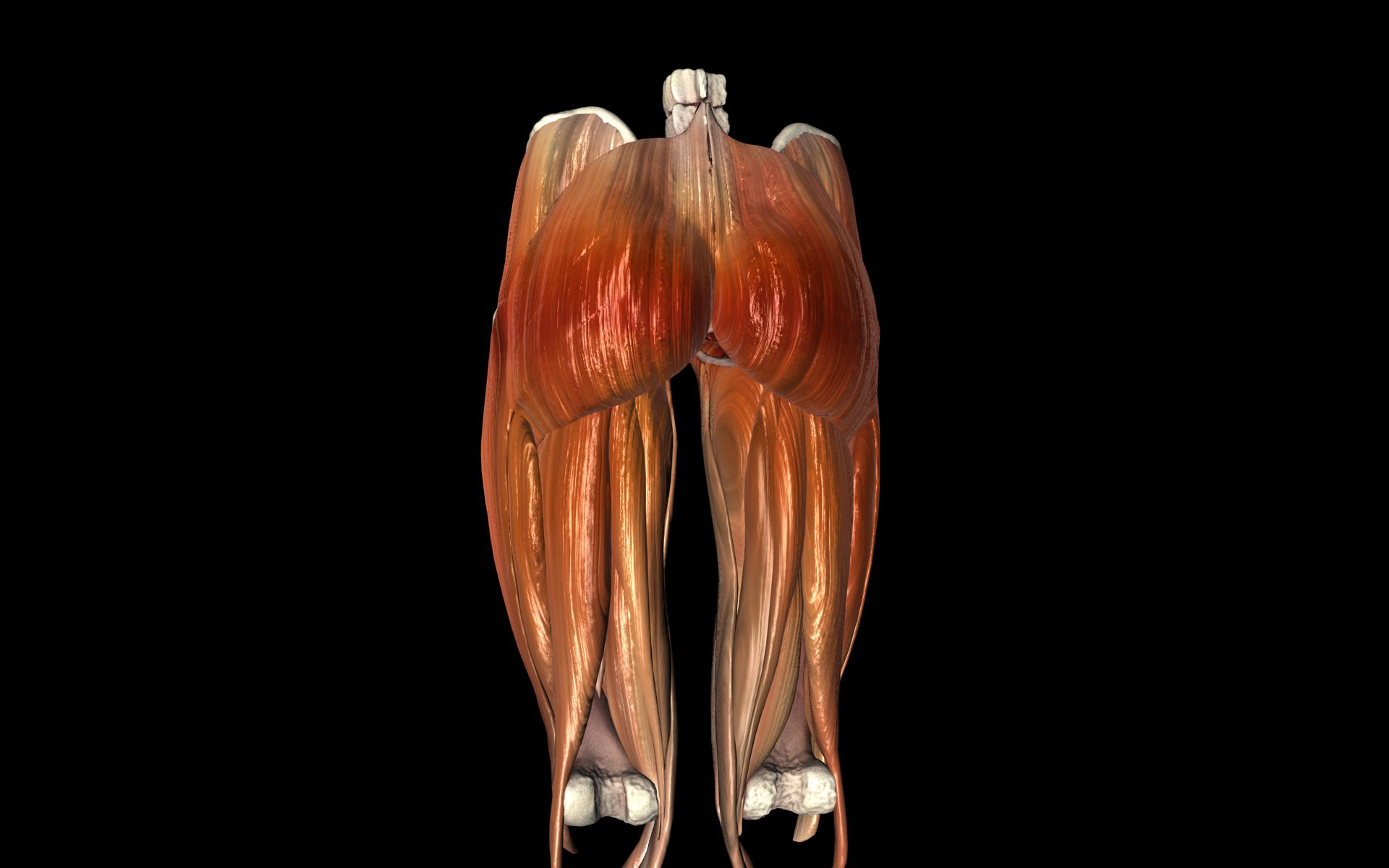 Hip Joint with Muscles Medically Accurate 3d Model 3D model_22