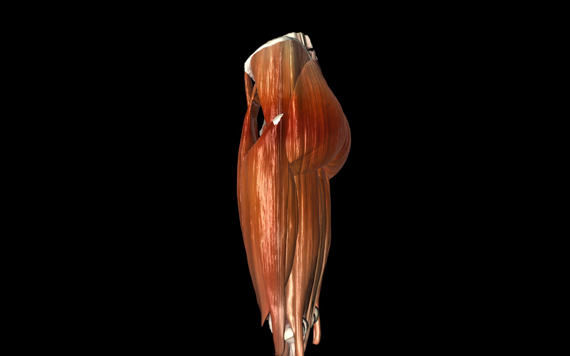 Hip Joint with Muscles Medically Accurate 3d Model 3D model_28