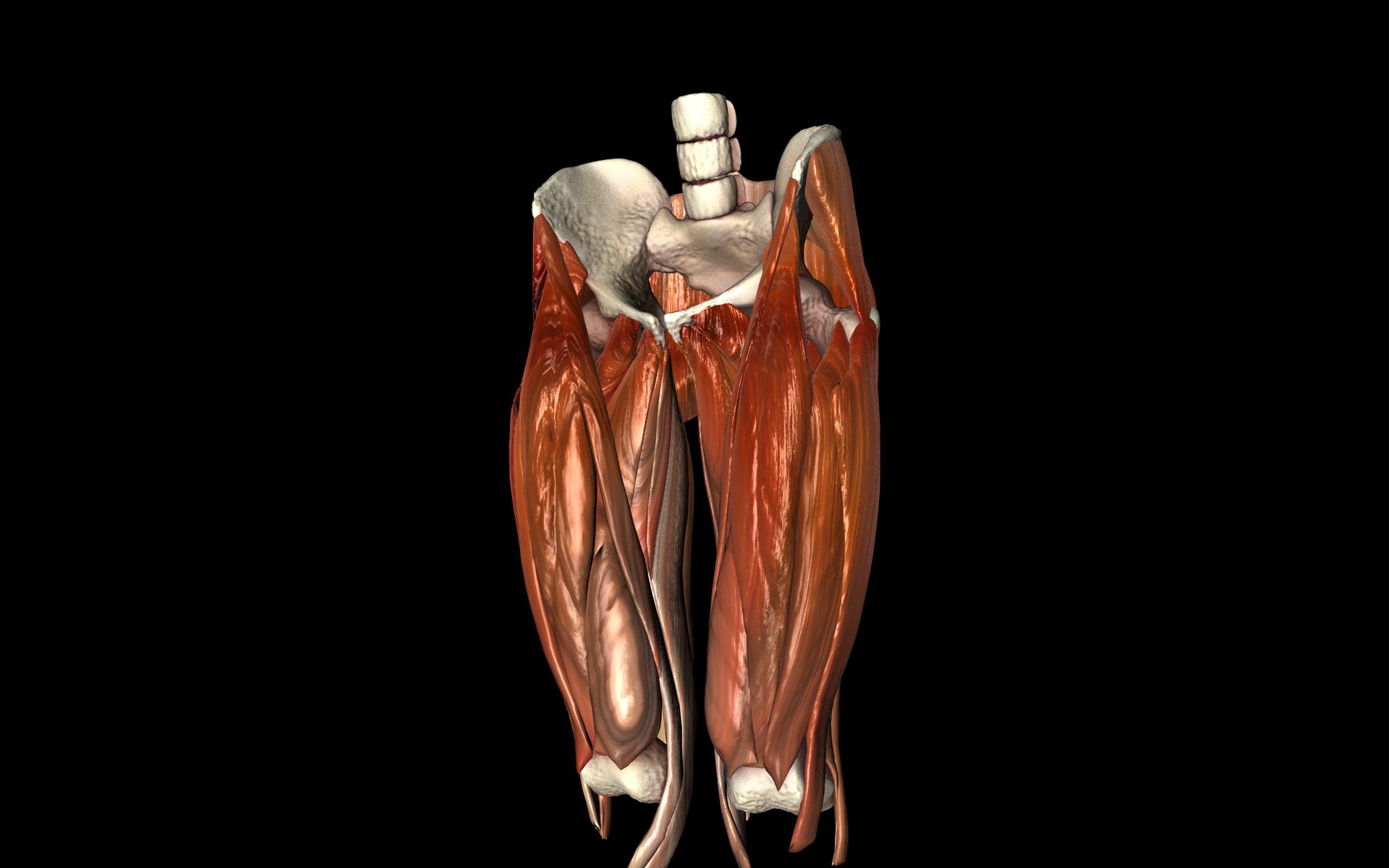 Hip Joint with Muscles Medically Accurate 3d Model 3D model_34