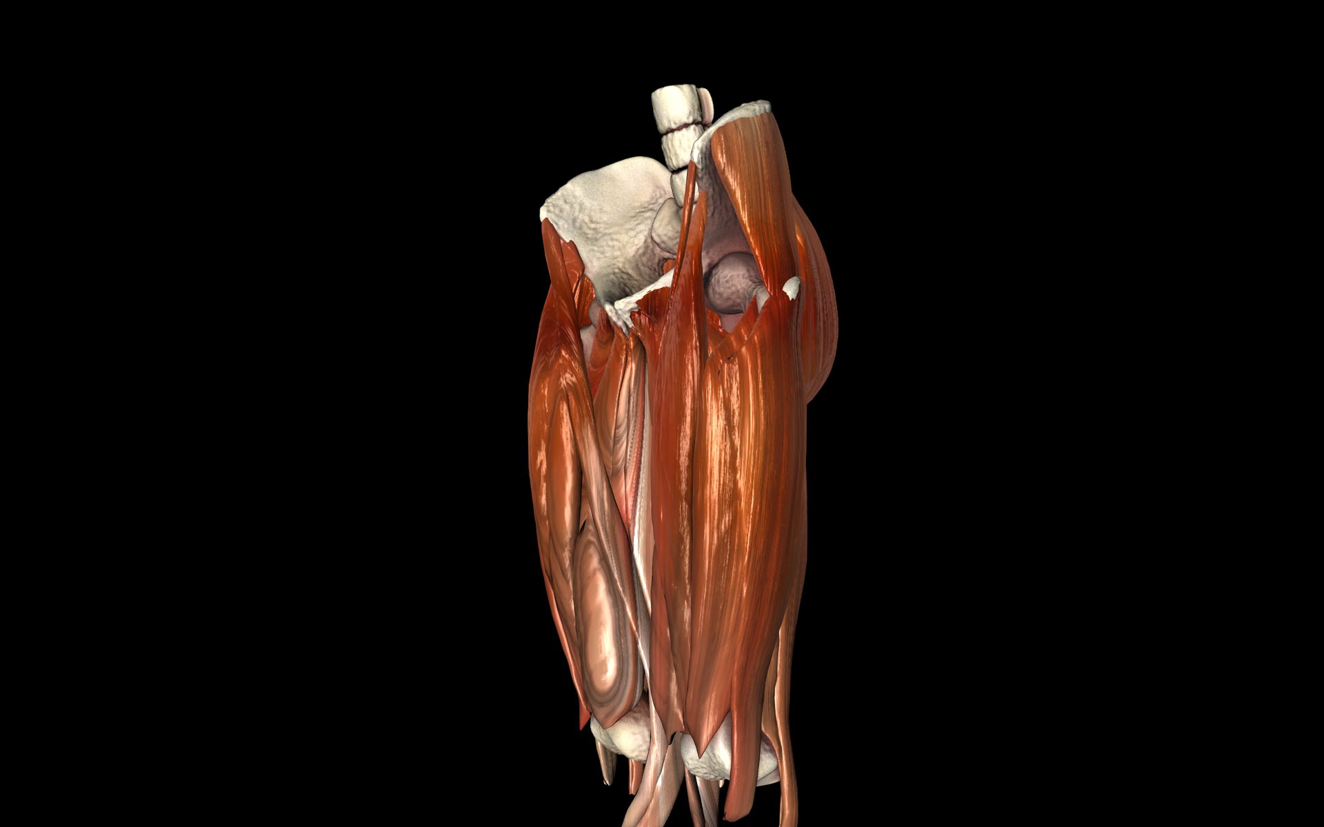Hip Joint with Muscles Medically Accurate 3d Model 3D model_31