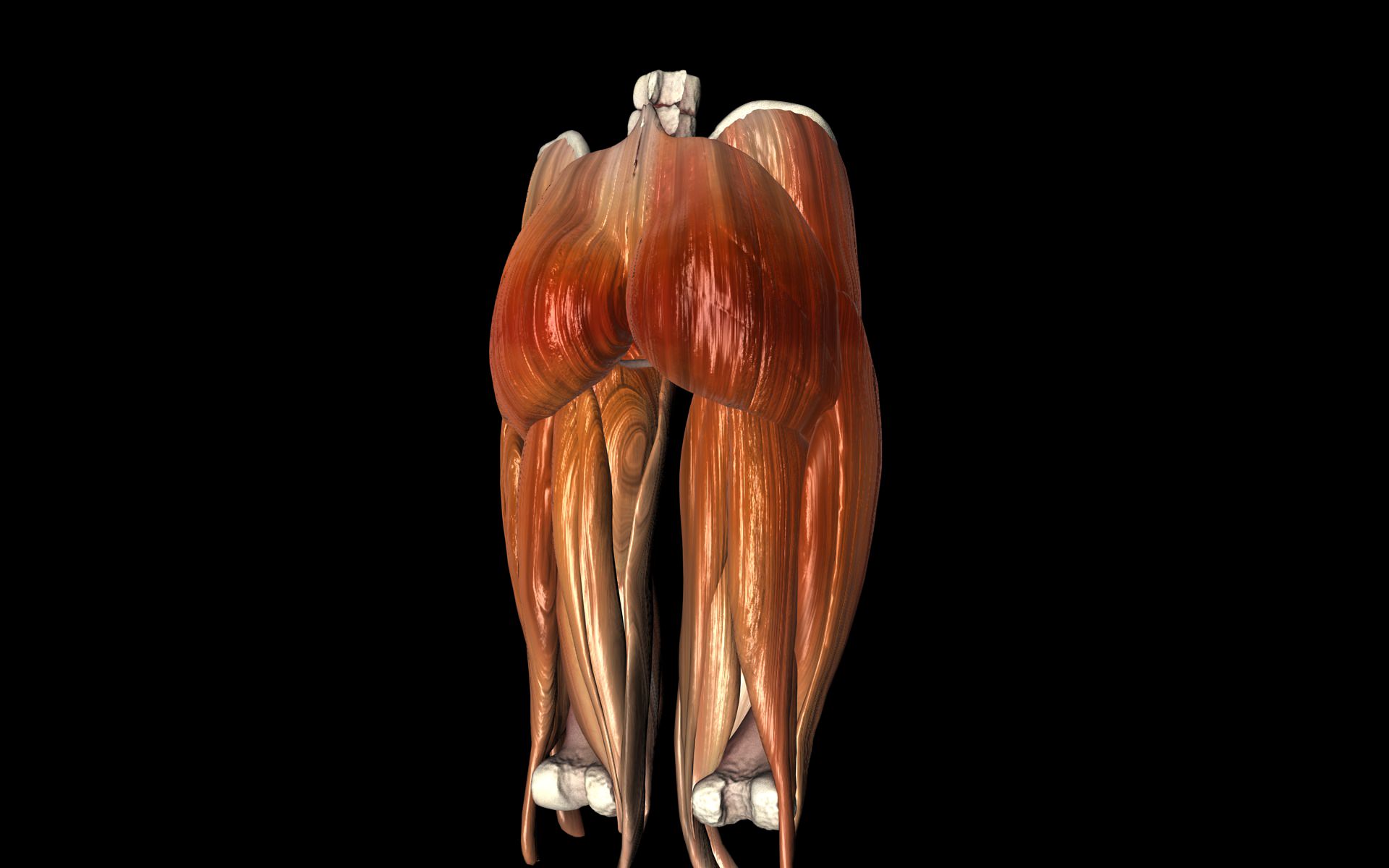 Hip Joint with Muscles Medically Accurate 3d Model 3D model_19