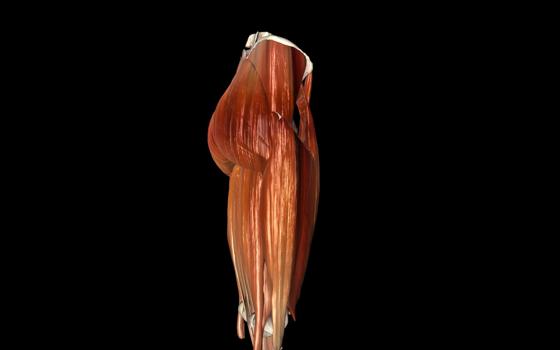 Hip Joint with Muscles Medically Accurate 3d Model 3D model_16