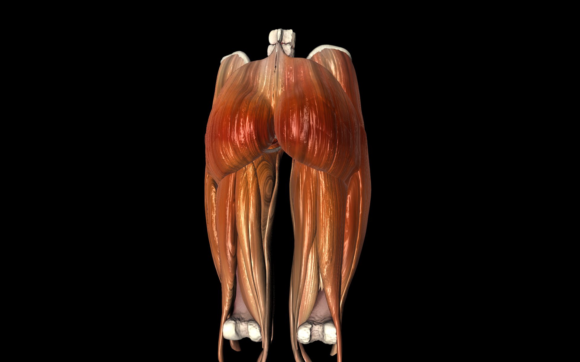 Hip Joint with Muscles Medically Accurate 3d Model 3D model_20