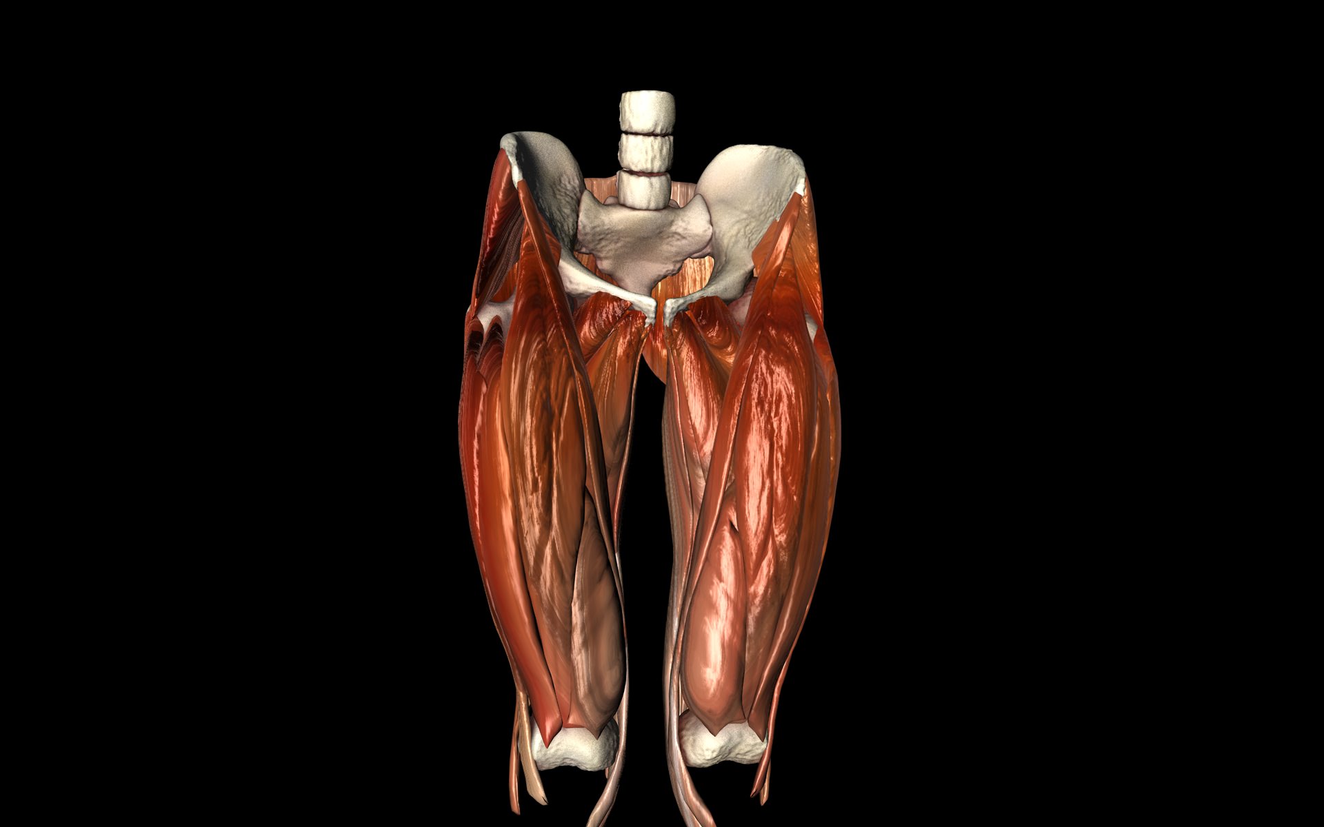 Hip Joint with Muscles Medically Accurate 3d Model 3D model_4