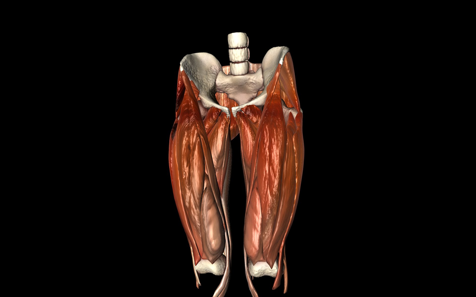 Hip Joint with Muscles Medically Accurate 3d Model 3D model_36