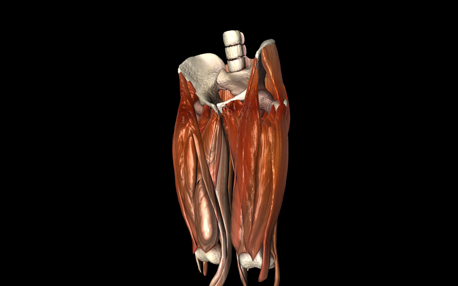 Hip Joint with Muscles Medically Accurate 3d Model 3D model_35