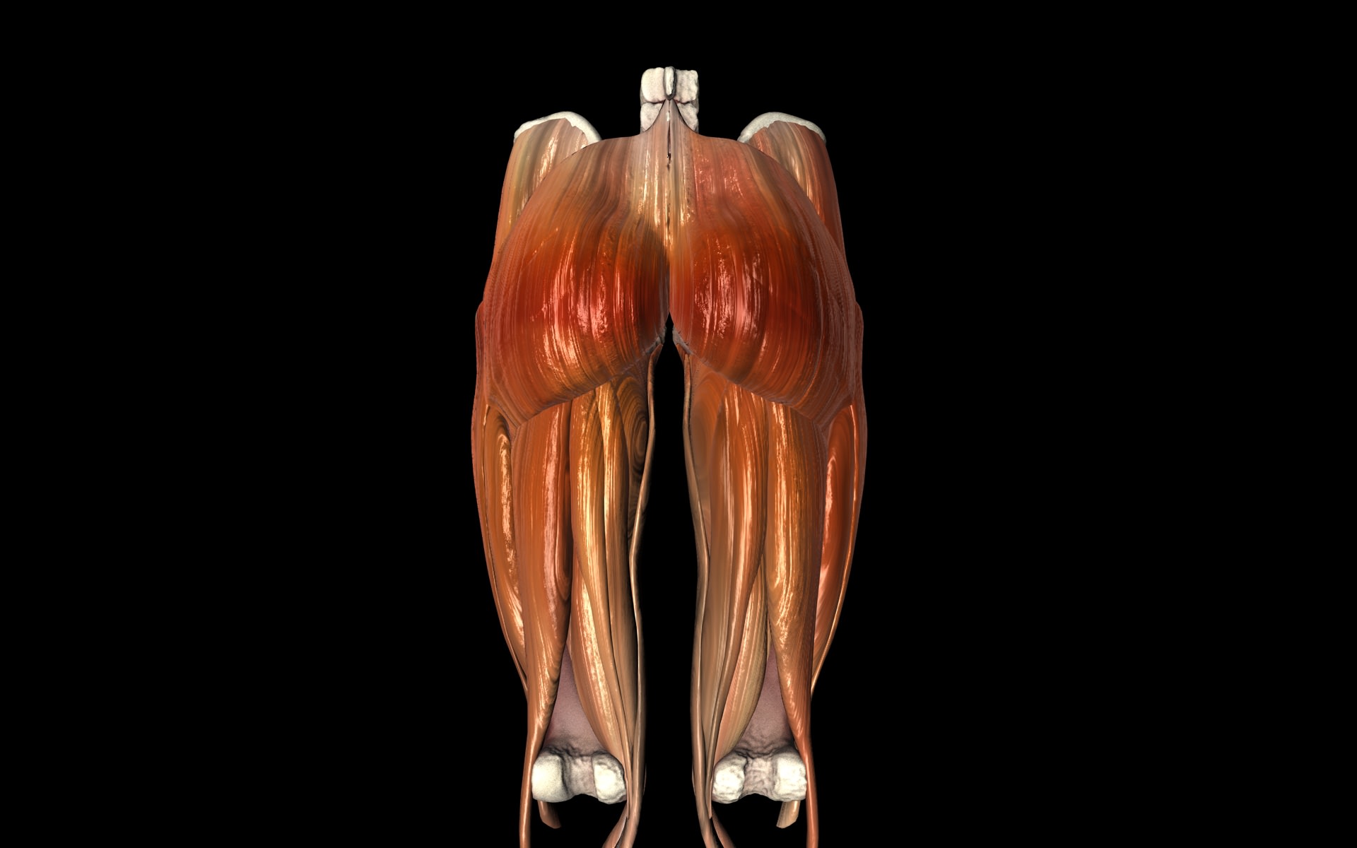 Hip Joint with Muscles Medically Accurate 3d Model 3D model_21