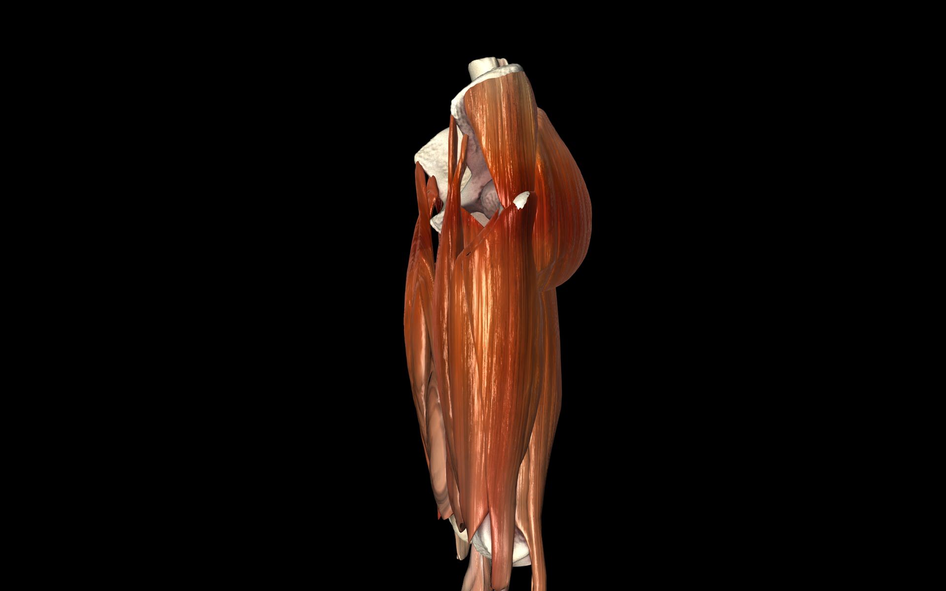 Hip Joint with Muscles Medically Accurate 3d Model 3D model_29
