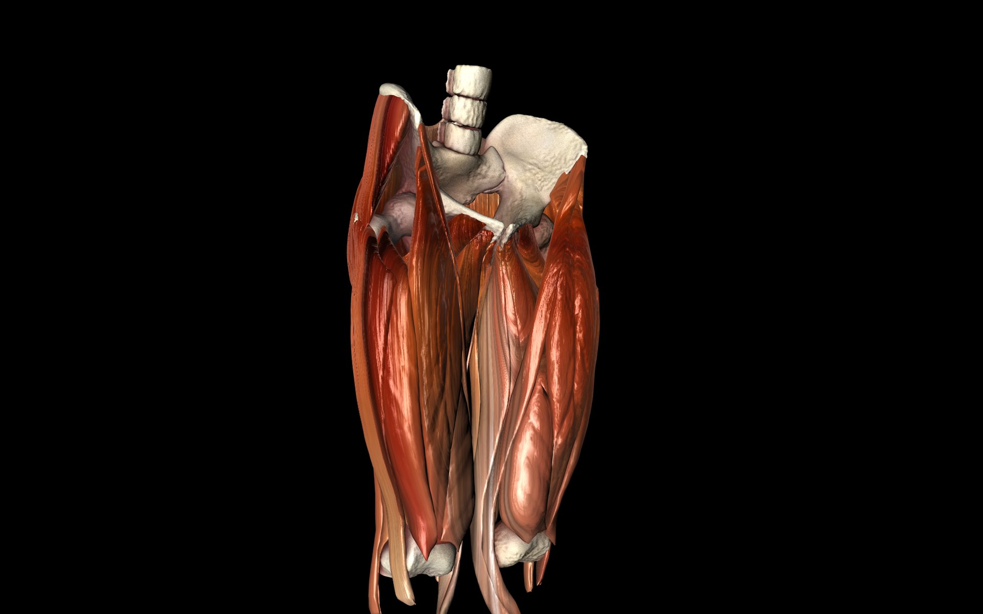 Hip Joint with Muscles Medically Accurate 3d Model 3D model_9
