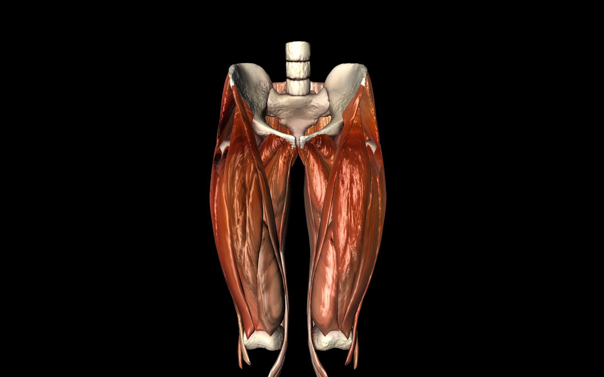 Hip Joint with Muscles Medically Accurate 3d Model 3D model_40