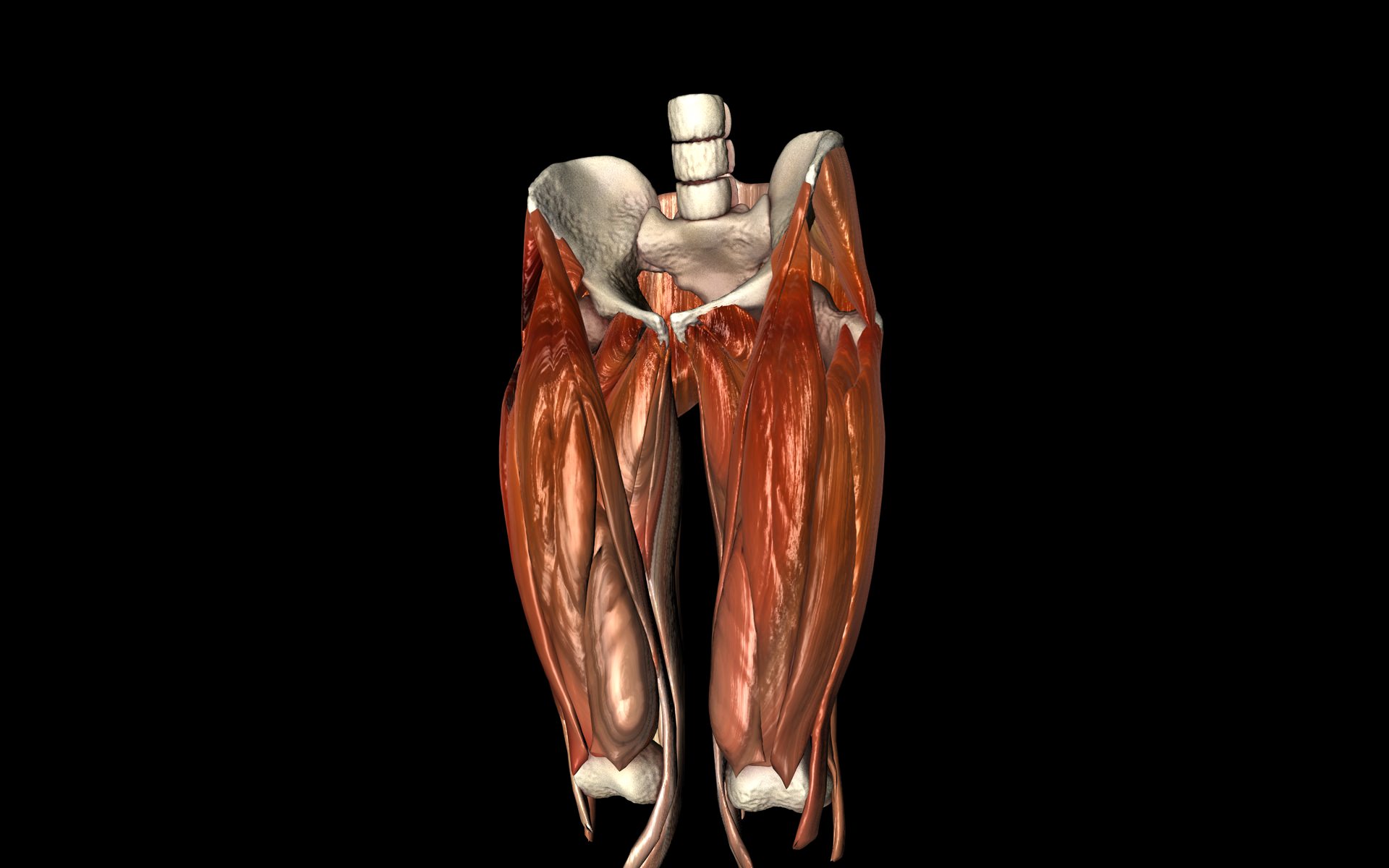 Hip Joint with Muscles Medically Accurate 3d Model 3D model_33