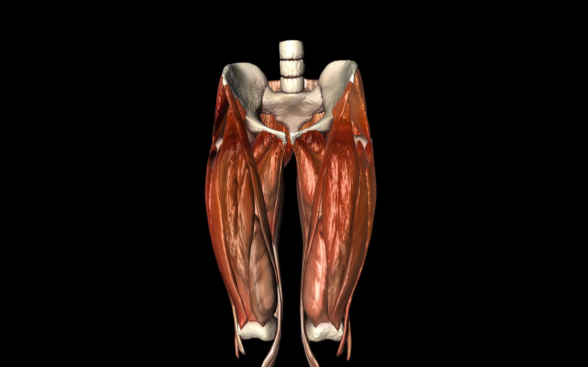 Hip Joint with Muscles Medically Accurate 3d Model 3D model_39