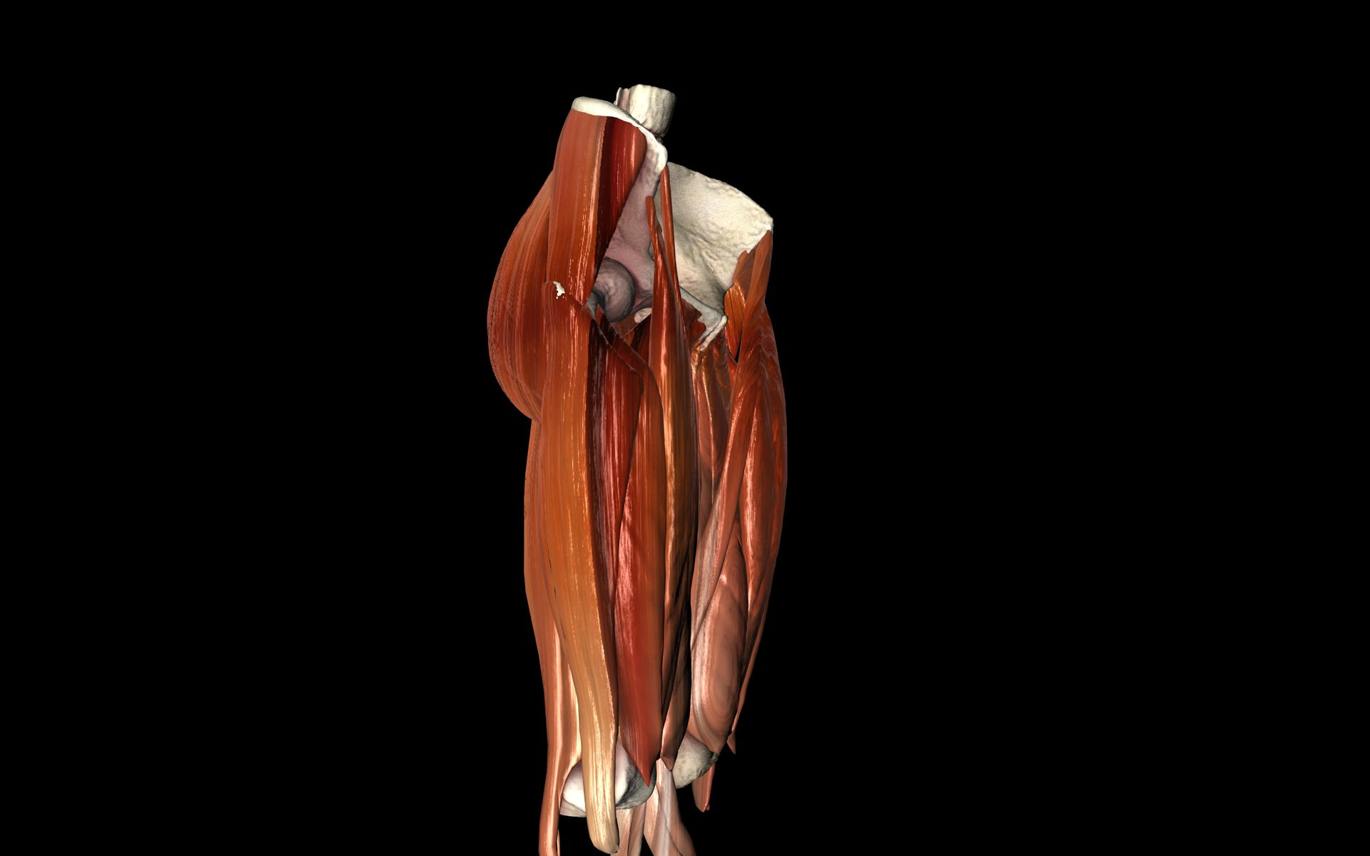 Hip Joint with Muscles Medically Accurate 3d Model 3D model_11
