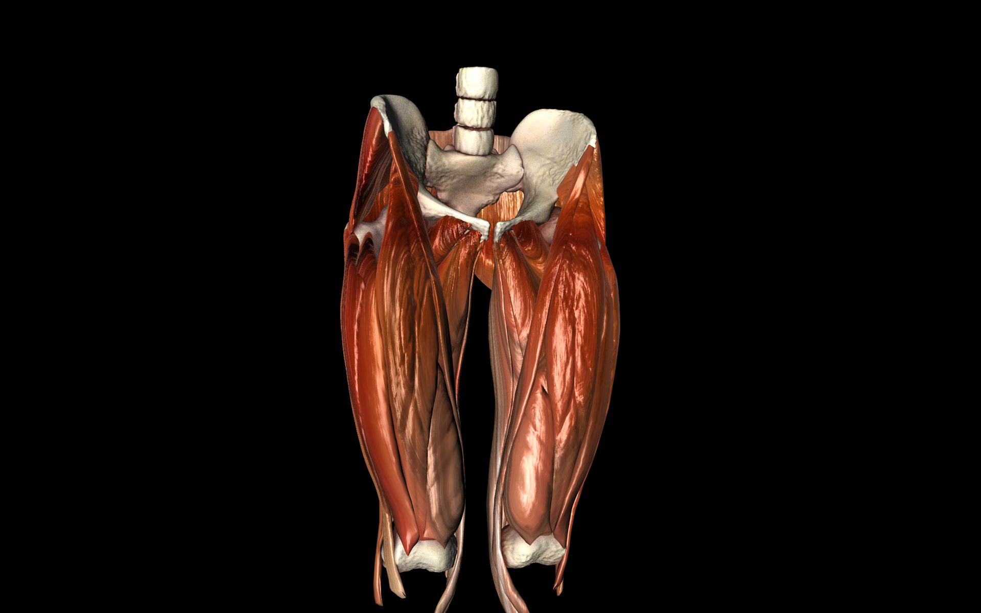 Hip Joint with Muscles Medically Accurate 3d Model 3D model_6