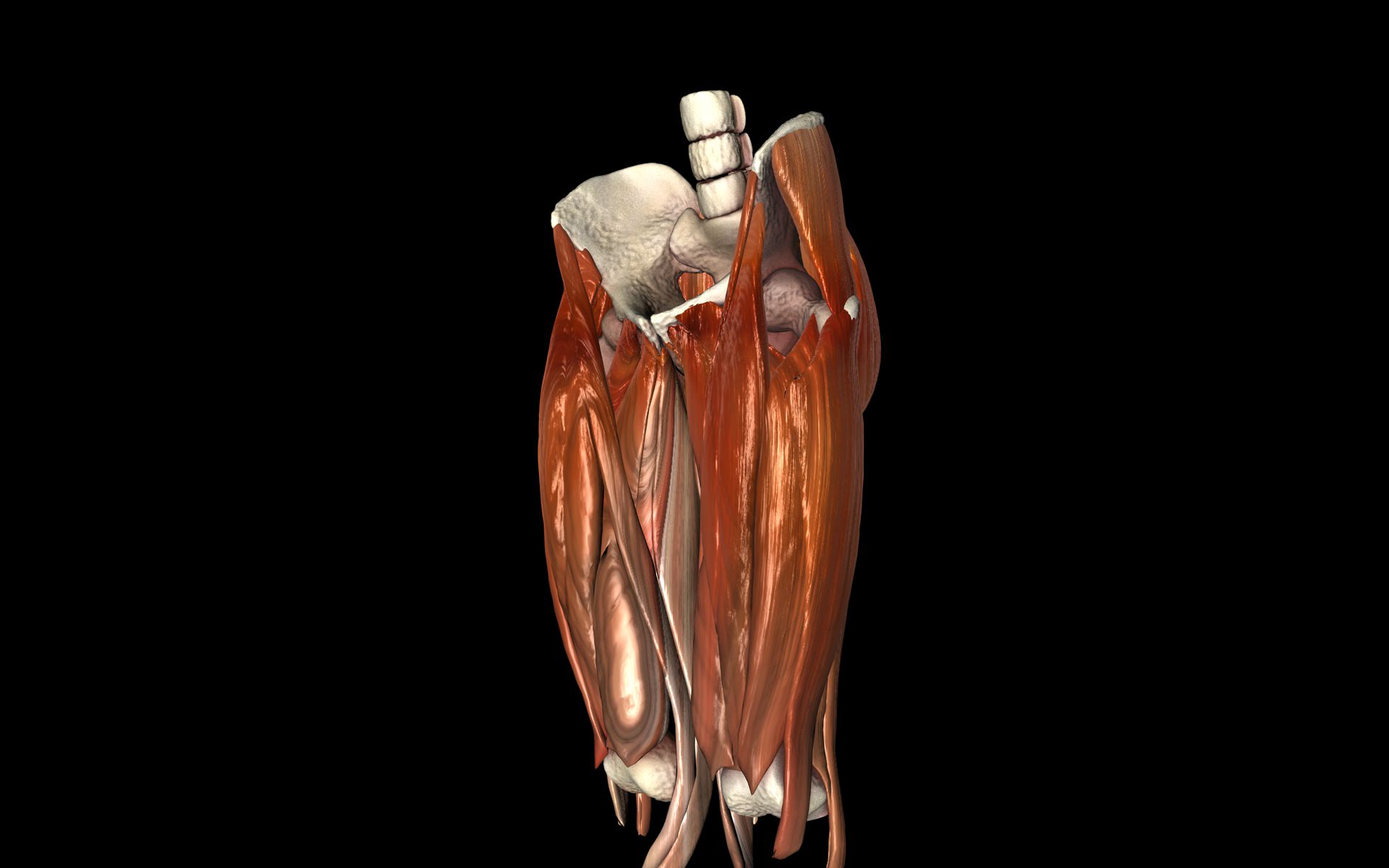 Hip Joint with Muscles Medically Accurate 3d Model 3D model_32