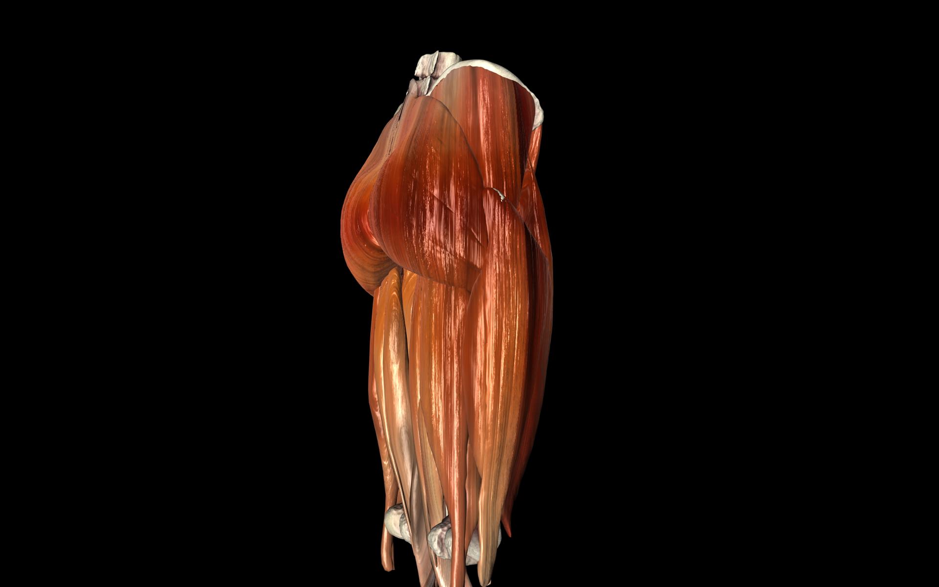 Hip Joint with Muscles Medically Accurate 3d Model 3D model_15