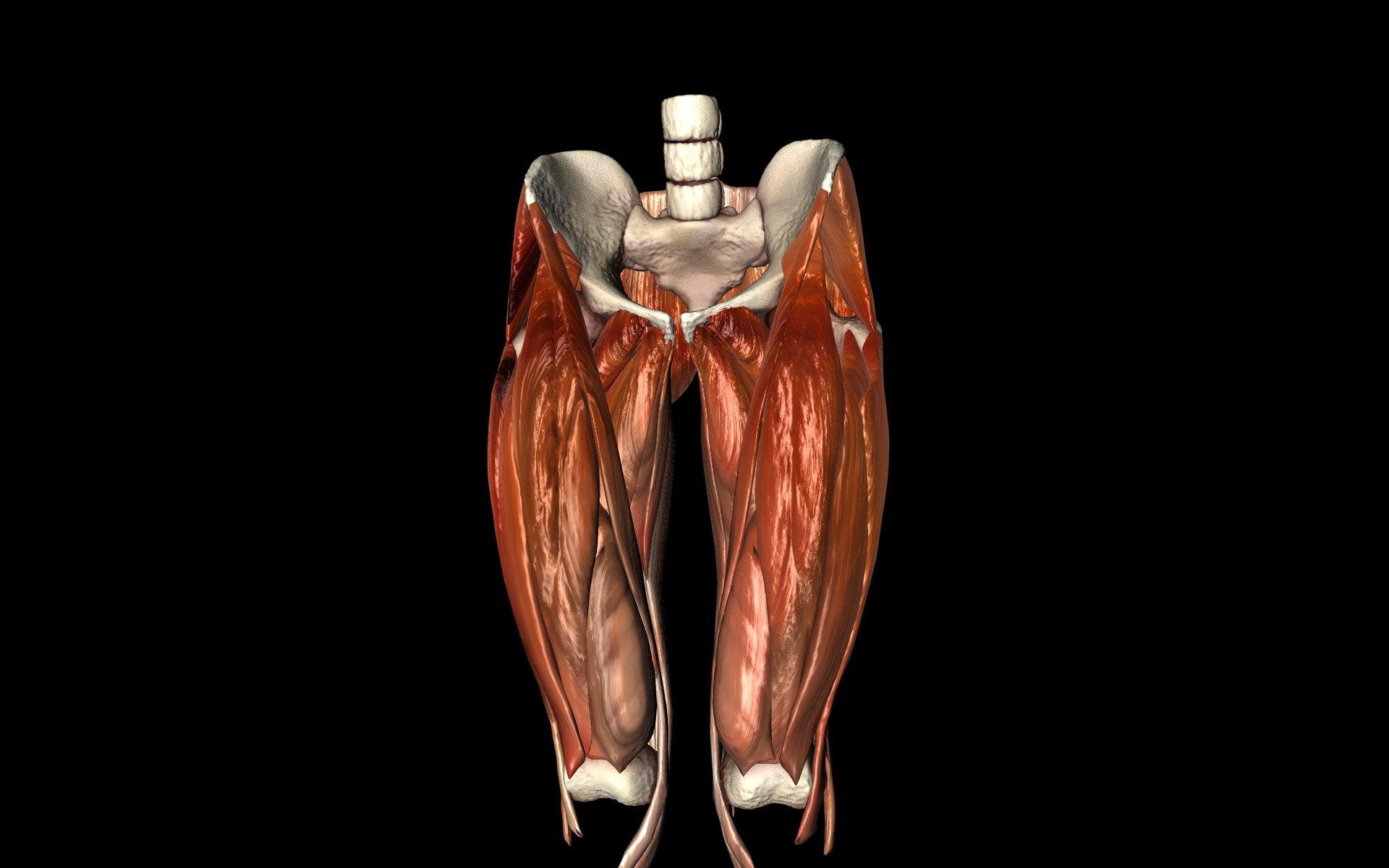 Hip Joint with Muscles Medically Accurate 3d Model 3D model_38