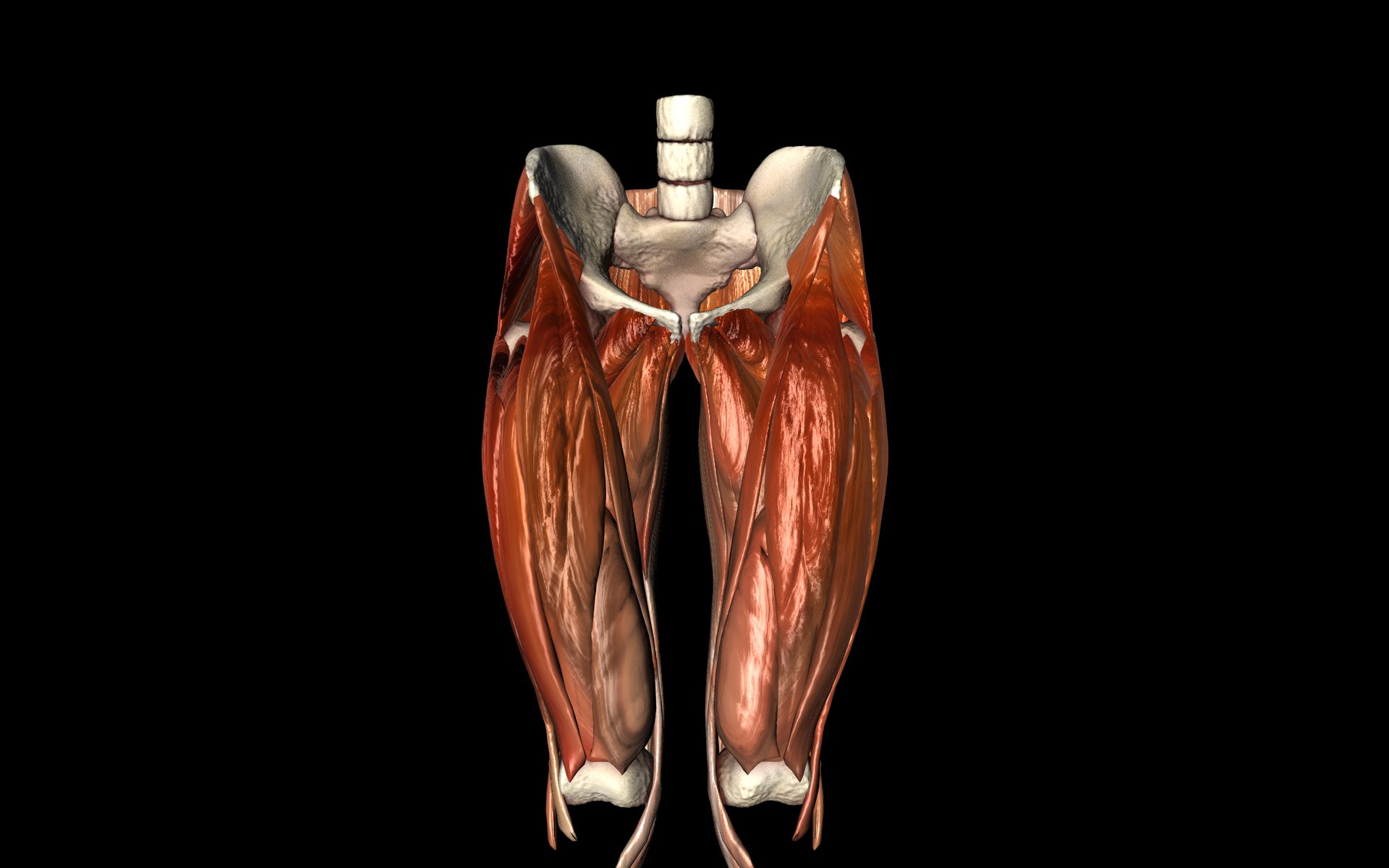 Hip Joint with Muscles Medically Accurate 3d Model 3D model_41