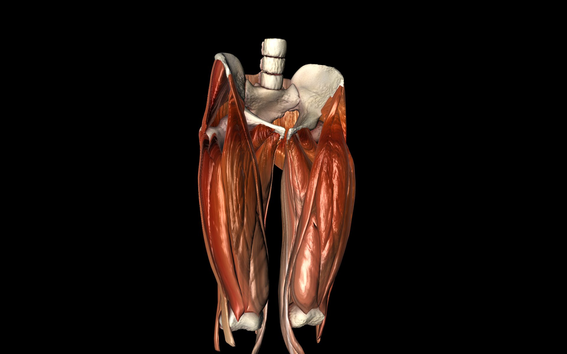 Hip Joint with Muscles Medically Accurate 3d Model 3D model_7