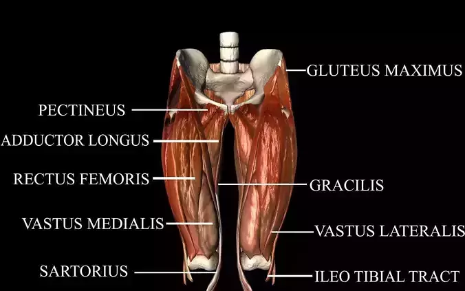 Hip Joint with Muscles Medically Accurate 3d Model 3D model