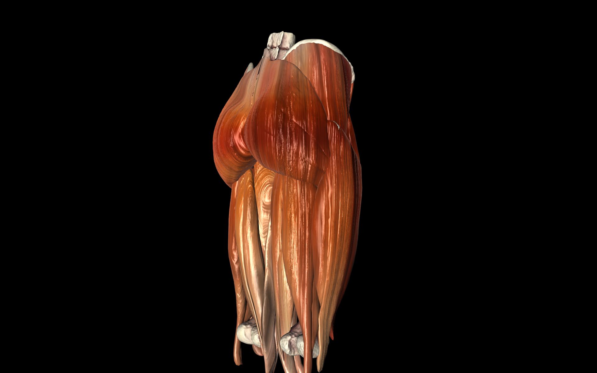 Hip Joint with Muscles Medically Accurate 3d Model 3D model_18