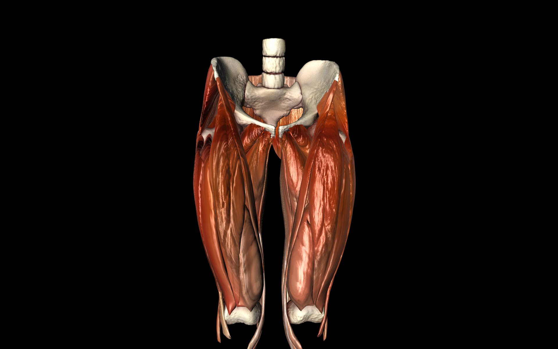 Hip Joint with Muscles Medically Accurate 3d Model 3D model_5