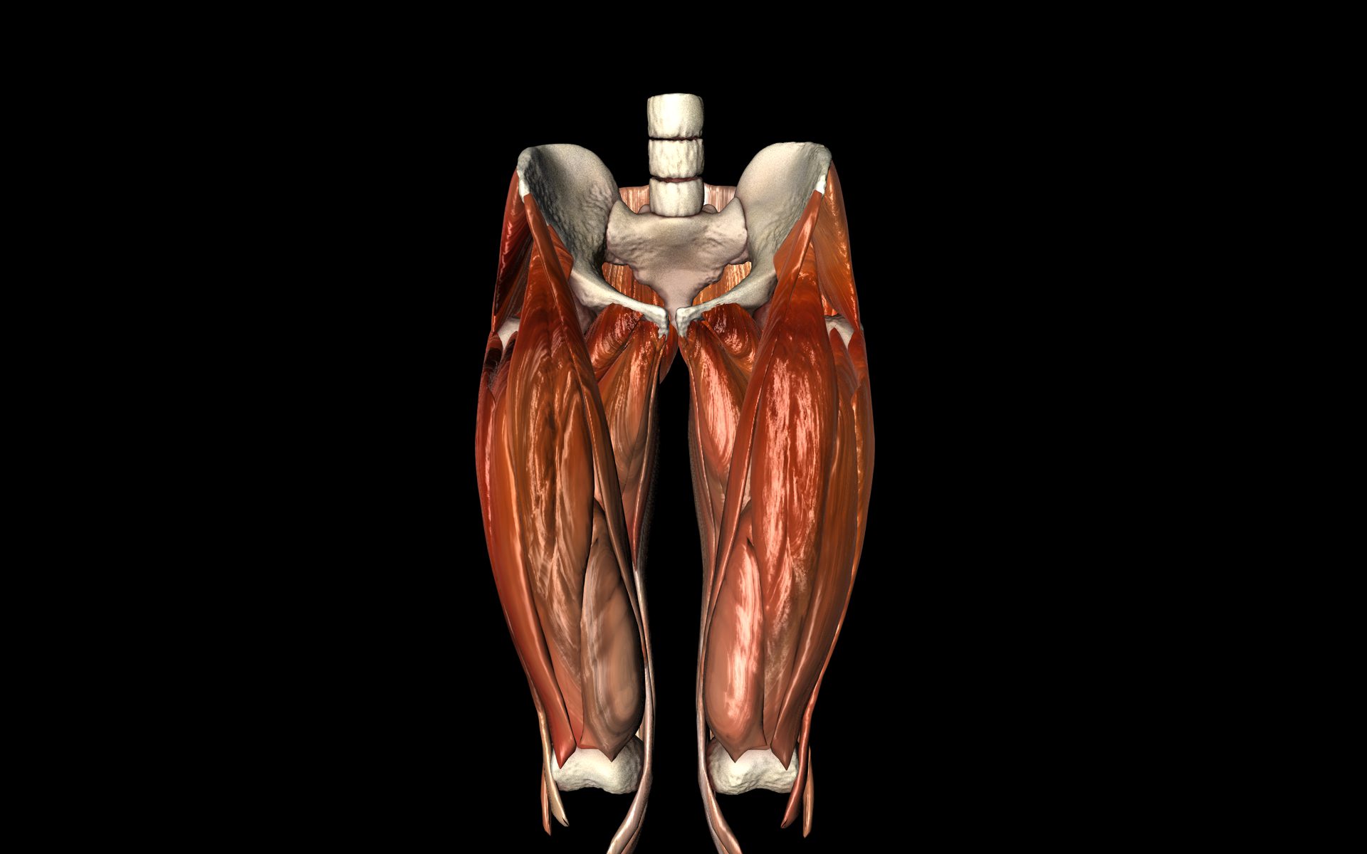 Hip Joint with Muscles Medically Accurate 3d Model 3D model_37