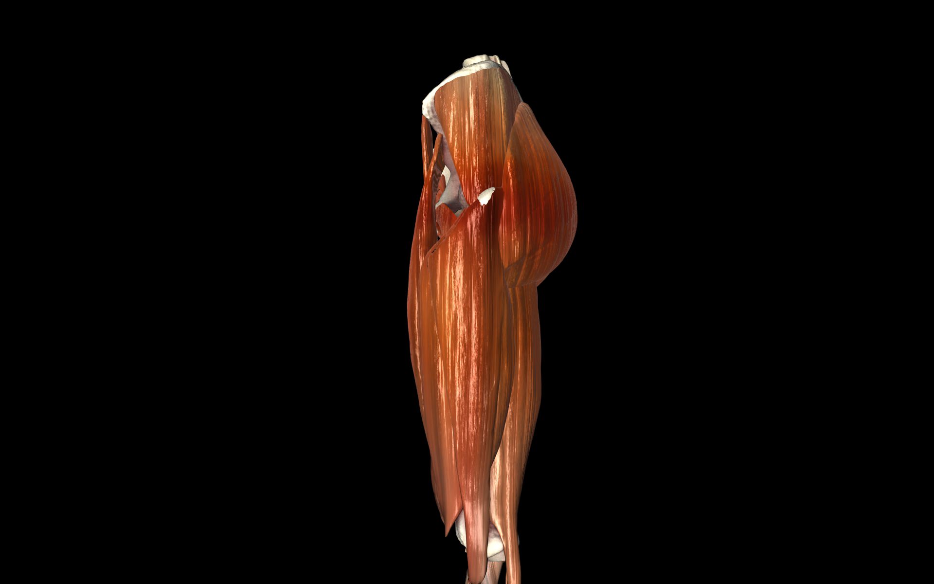 Hip Joint with Muscles Medically Accurate 3d Model 3D model_27