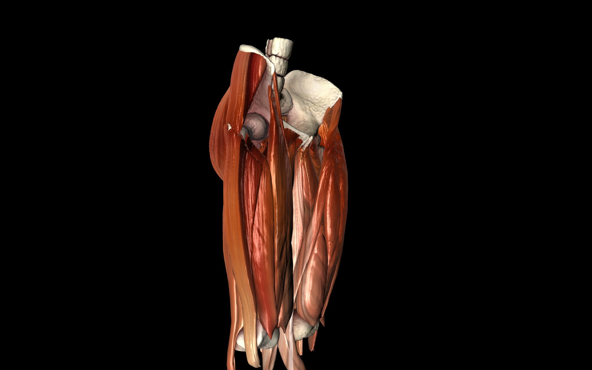 Hip Joint with Muscles Medically Accurate 3d Model 3D model_10