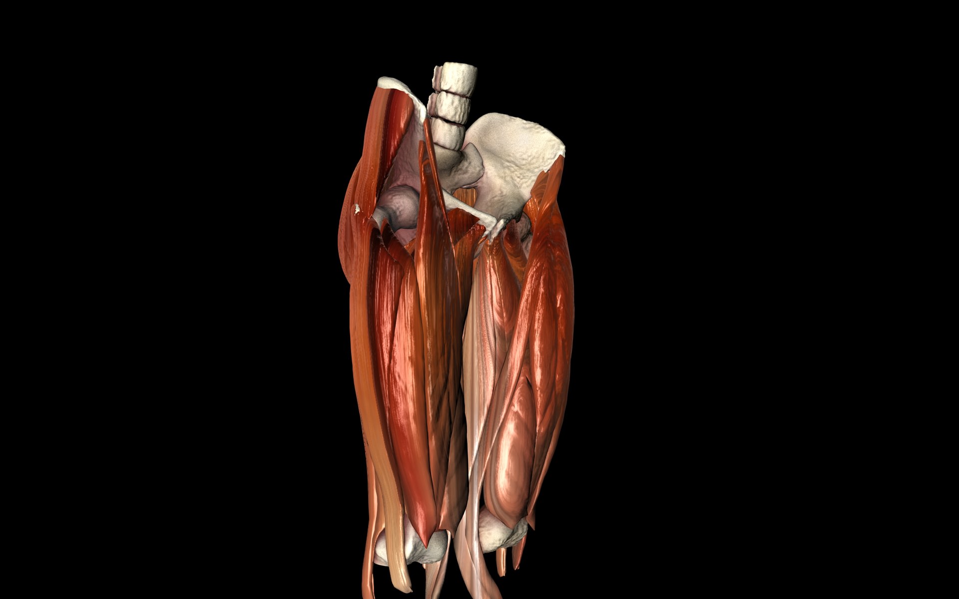 Hip Joint with Muscles Medically Accurate 3d Model 3D model_12