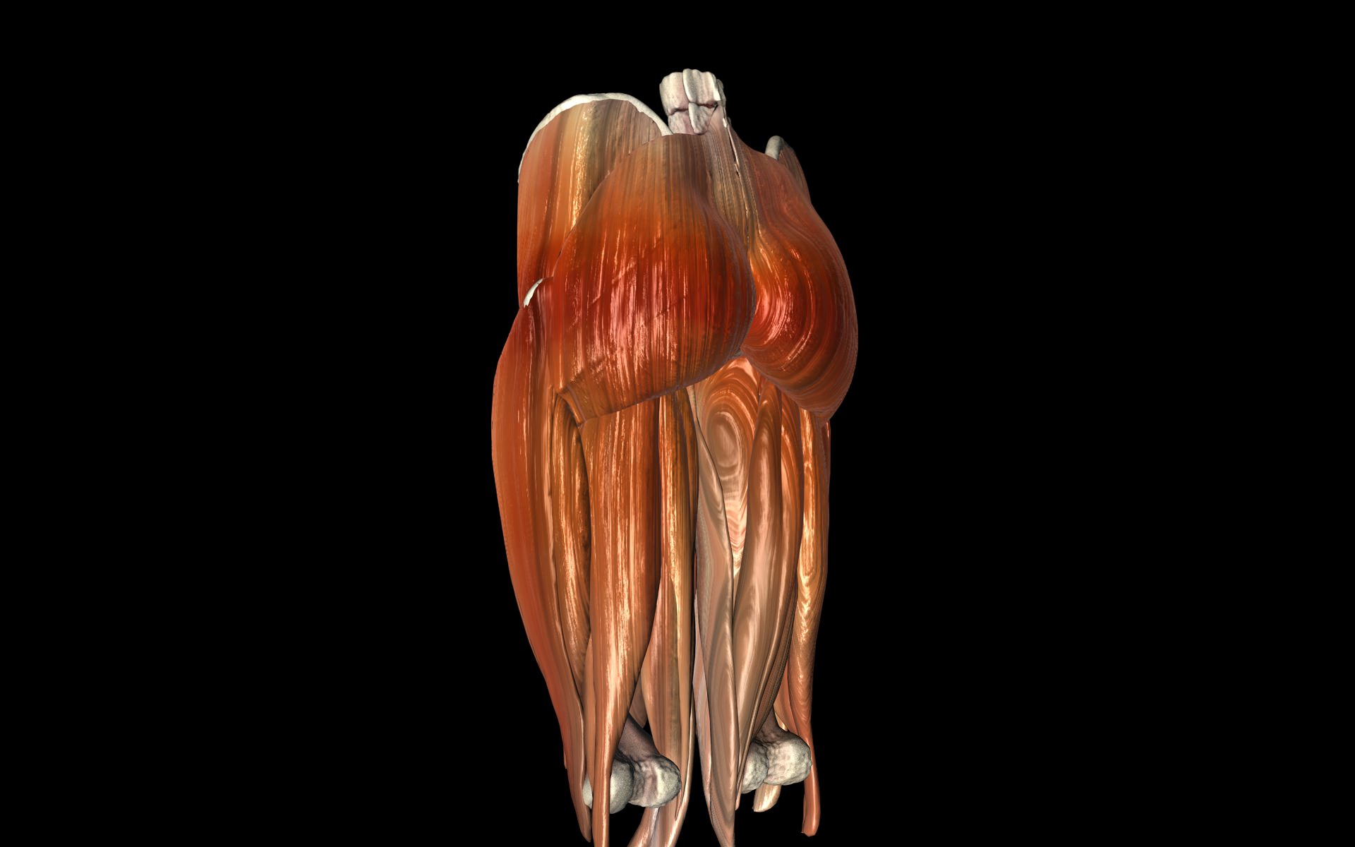 Hip Joint with Muscles Medically Accurate 3d Model 3D model_24