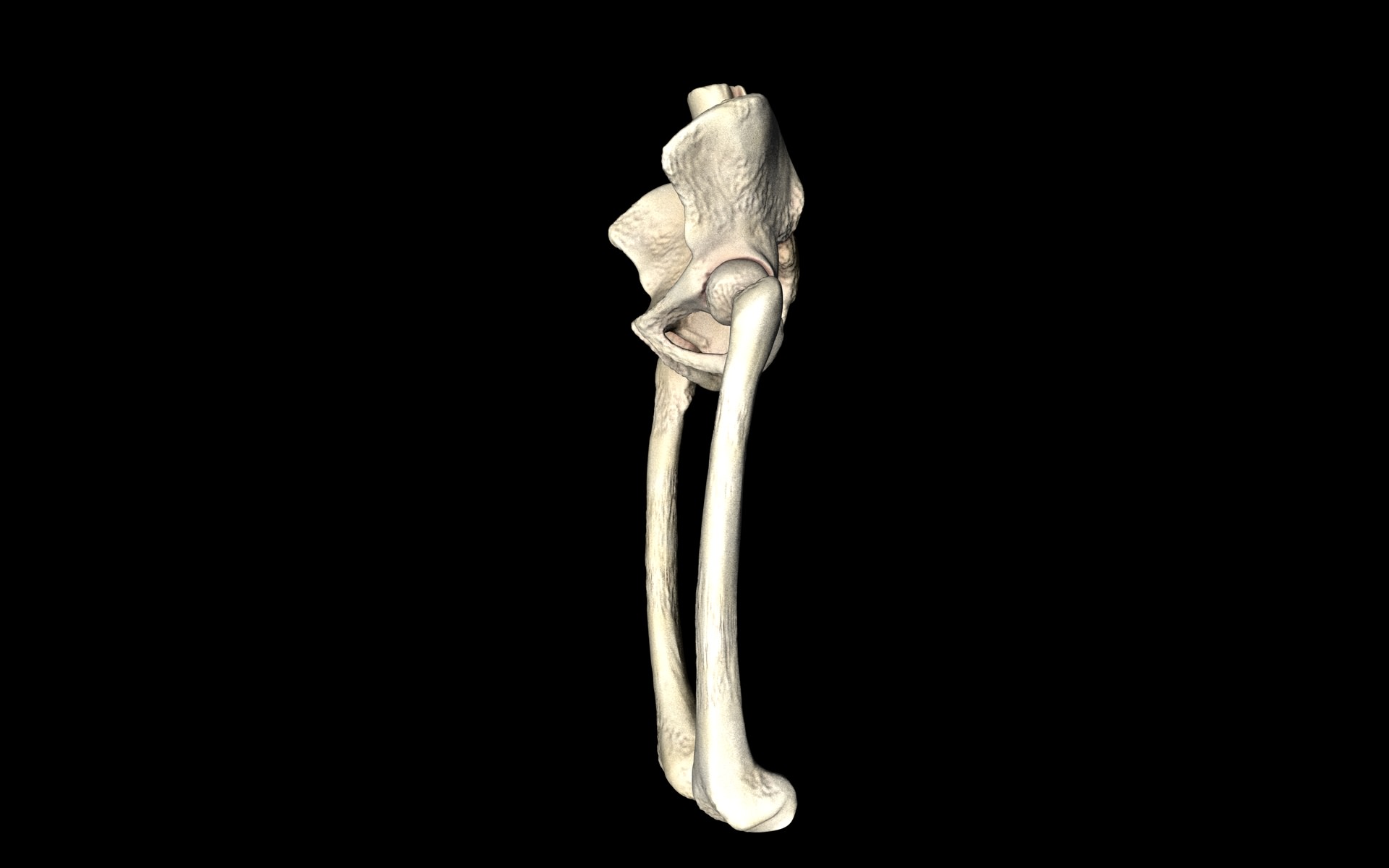 Hip Joint - Hip bone Sacrum Femur - Only bones Medically Accu... 3D model_31