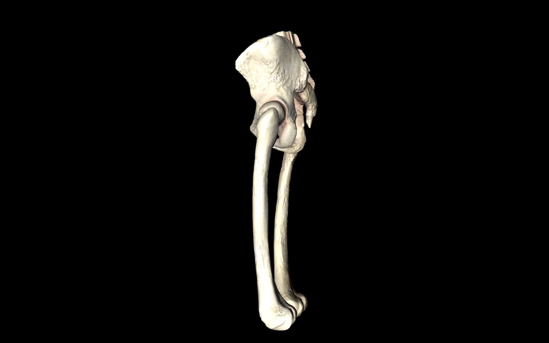 Hip Joint - Hip bone Sacrum Femur - Only bones Medically Accu... 3D model_29