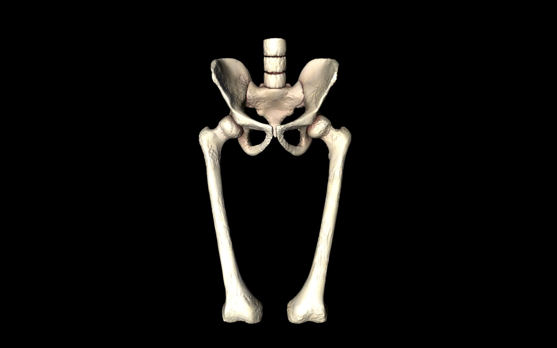 Hip Joint - Hip bone Sacrum Femur - Only bones Medically Accu... 3D model_42