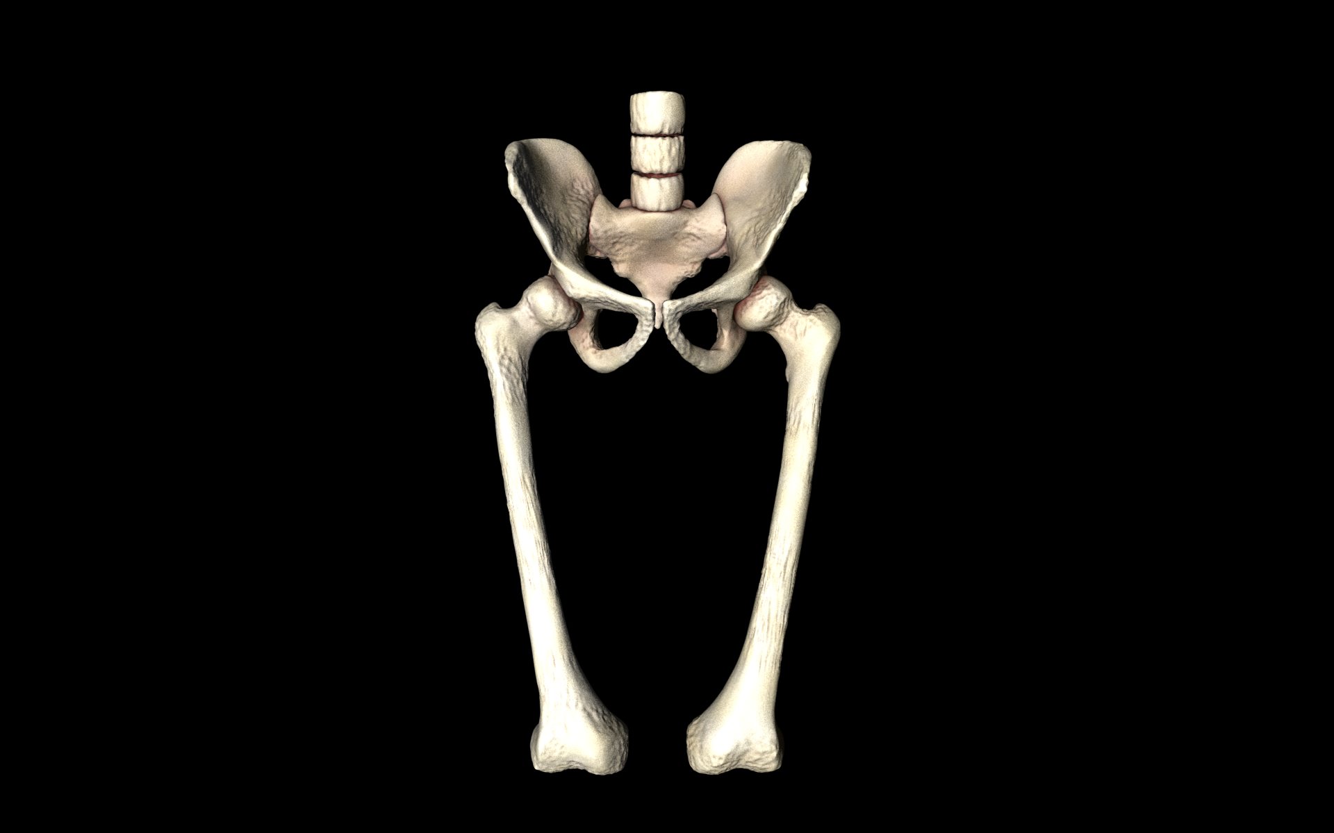 Hip Joint - Hip bone Sacrum Femur - Only bones Medically Accu... 3D model_4