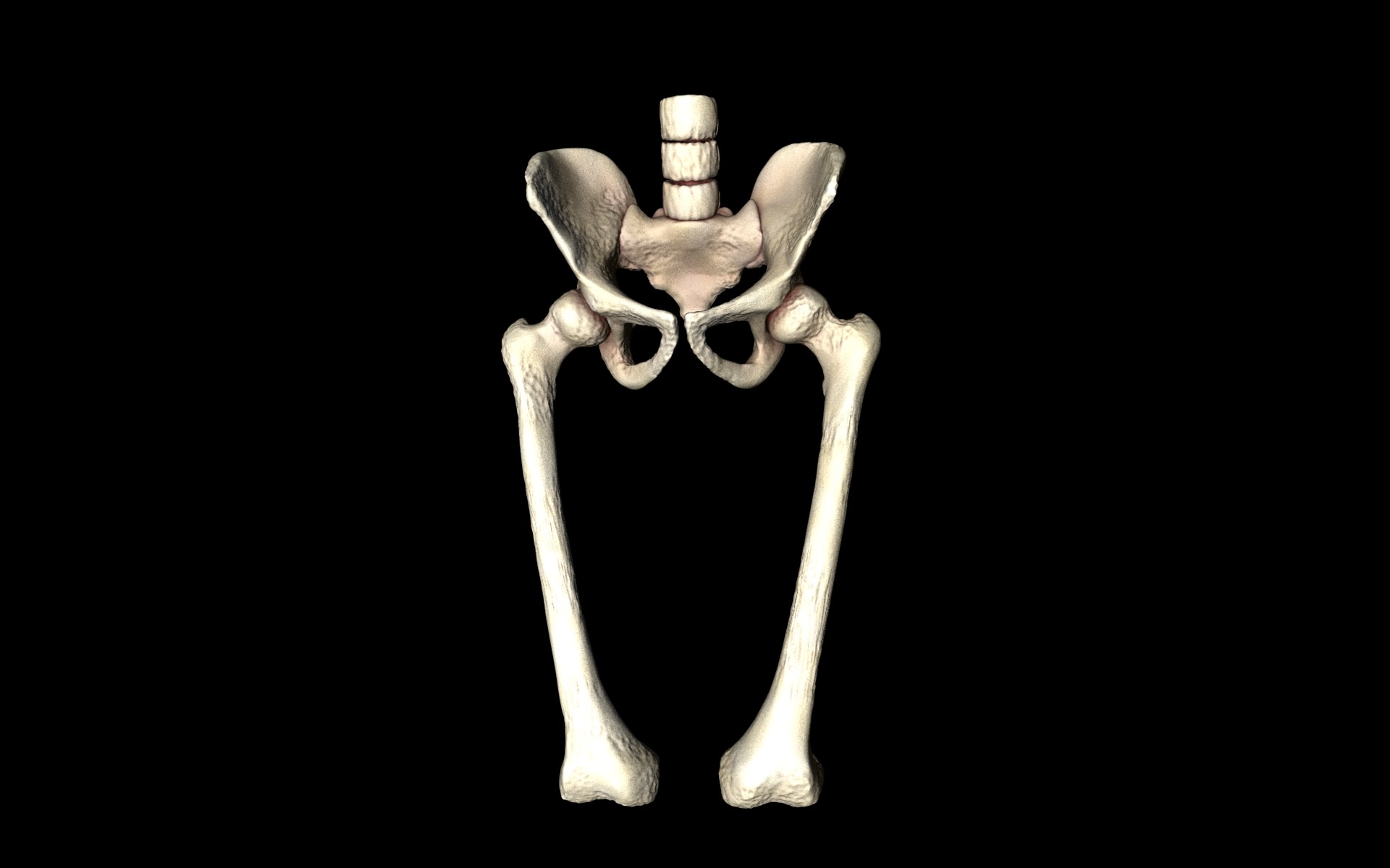Hip Joint - Hip bone Sacrum Femur - Only bones Medically Accu... 3D model_39