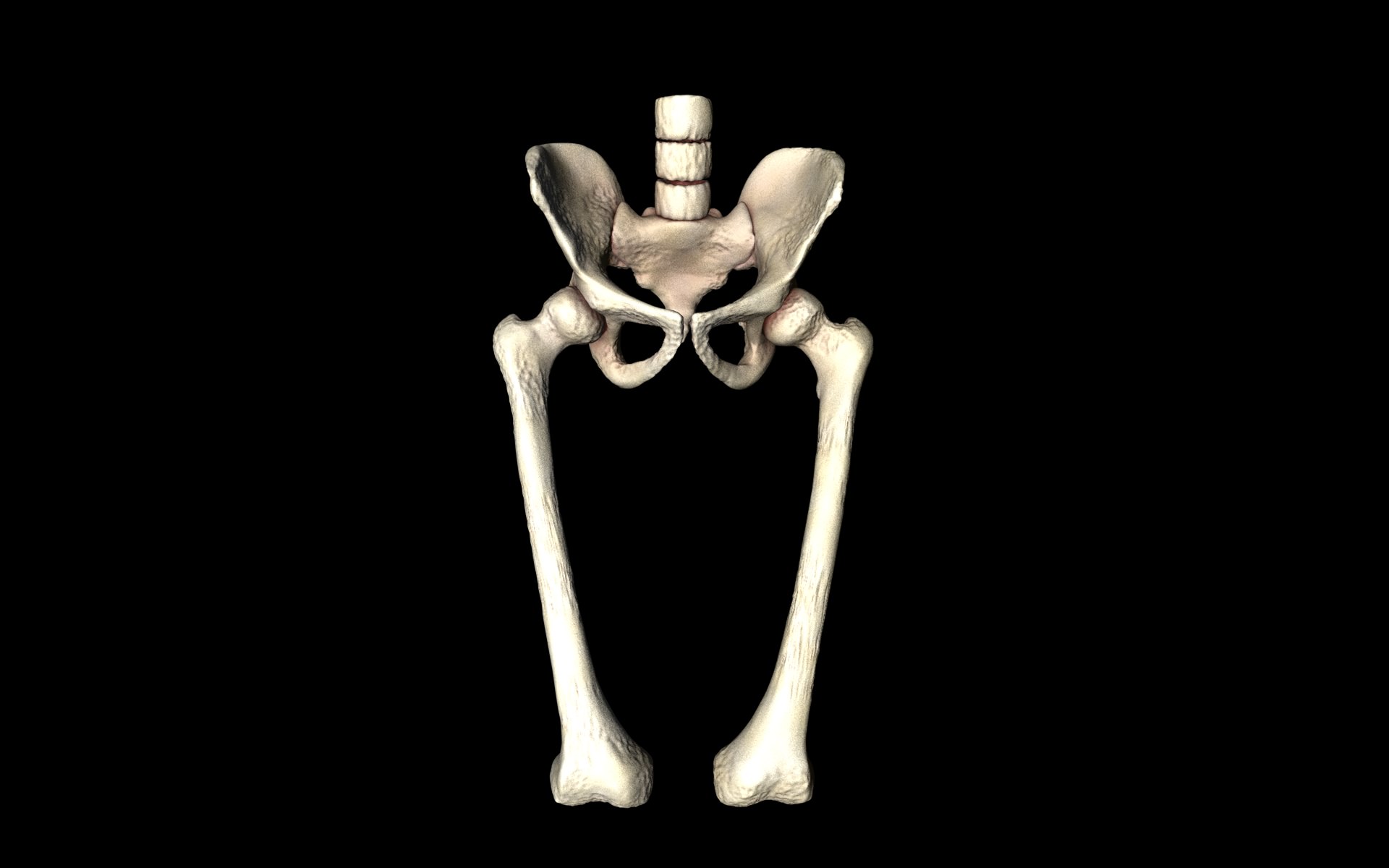 Hip Joint - Hip bone Sacrum Femur - Only bones Medically Accu... 3D model_5